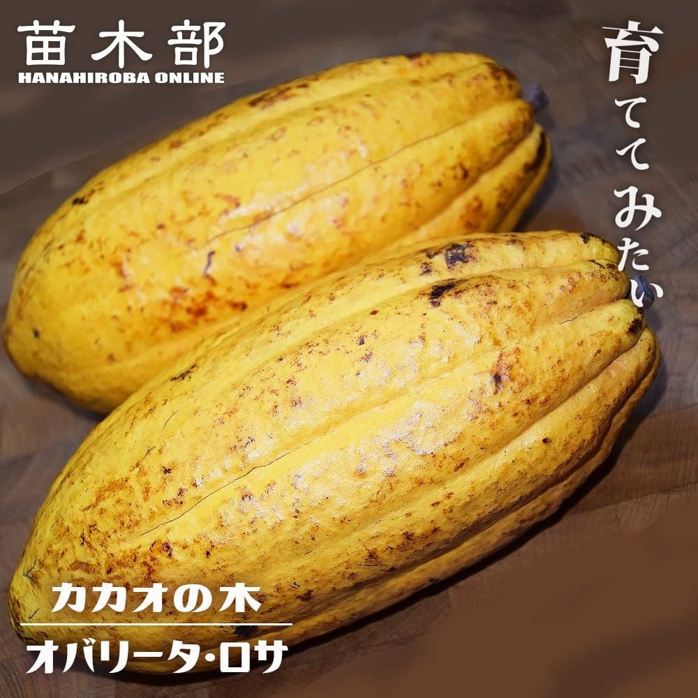 カカオ苗　2鉢組　トリニタリオ種 カカオ トリニタリオ種 オバリータ ロサ 苗 販売 苗木部 By 花ひろば