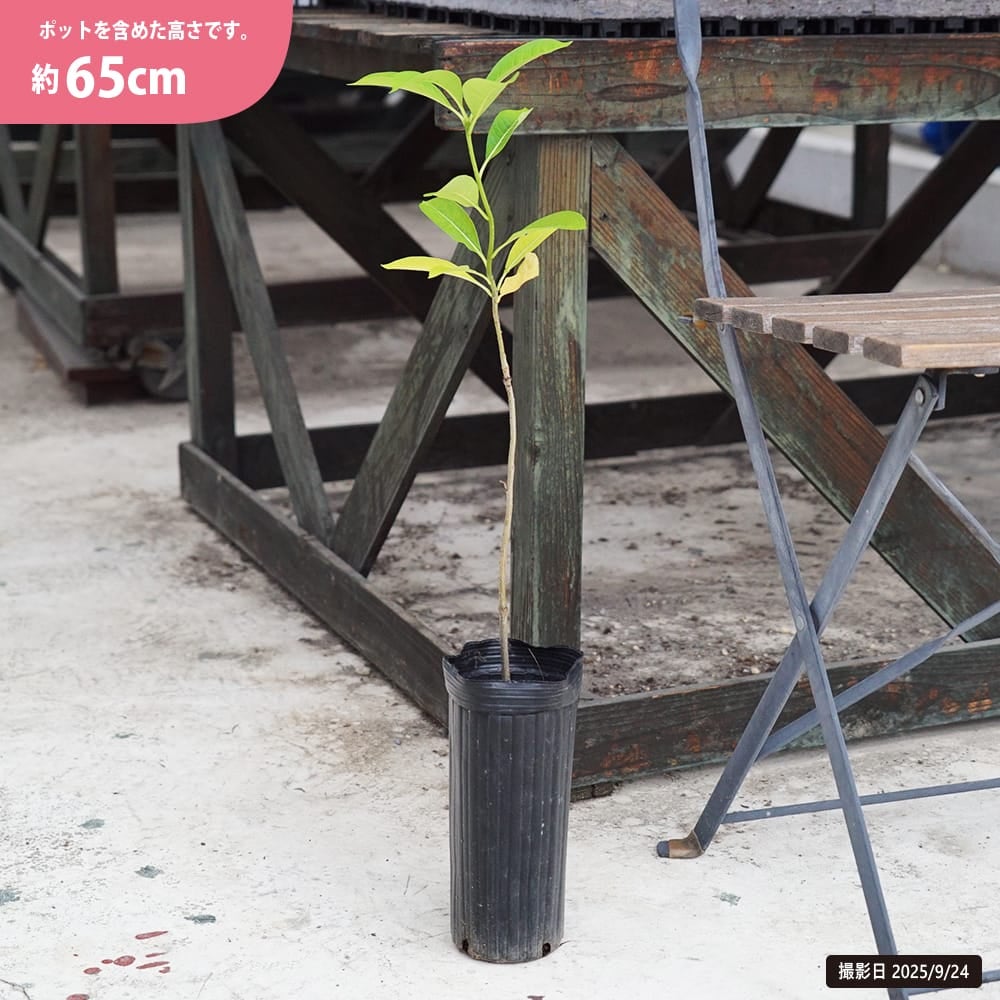 ザーバオバブ 苗 通販 苗木部 By 花ひろばオンライン