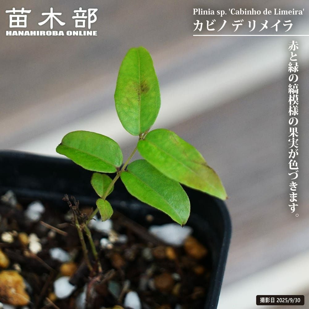 ジャボチカバ カビノ デ リメイラ 苗 販売 苗木部 By 花ひろばオンライン