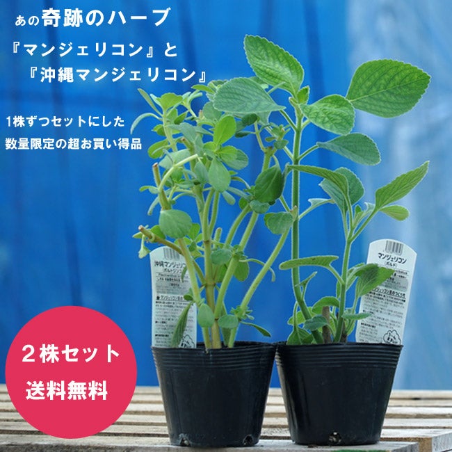 奇跡のハーブ マンジェリコン 2株セット ポルトジンユとボルド 3.5号