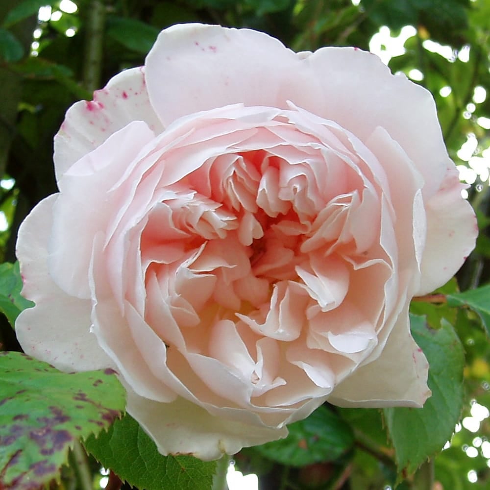 バラ ザジェネラスガーデナー S シュラブ （半つるバラ） 苗 通販 苗木部