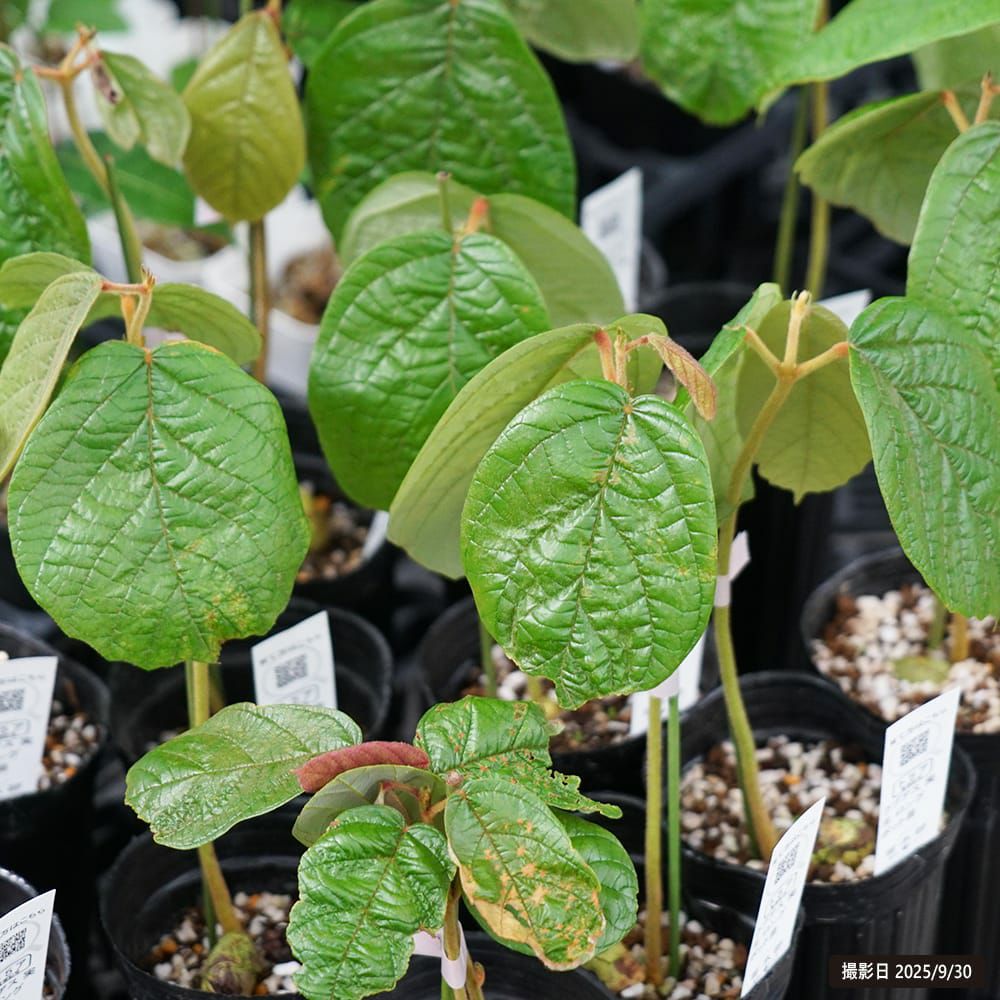 イチジク 夏秋兼用種 ブリジャソットグリース 苗 販売 苗木部 By 花