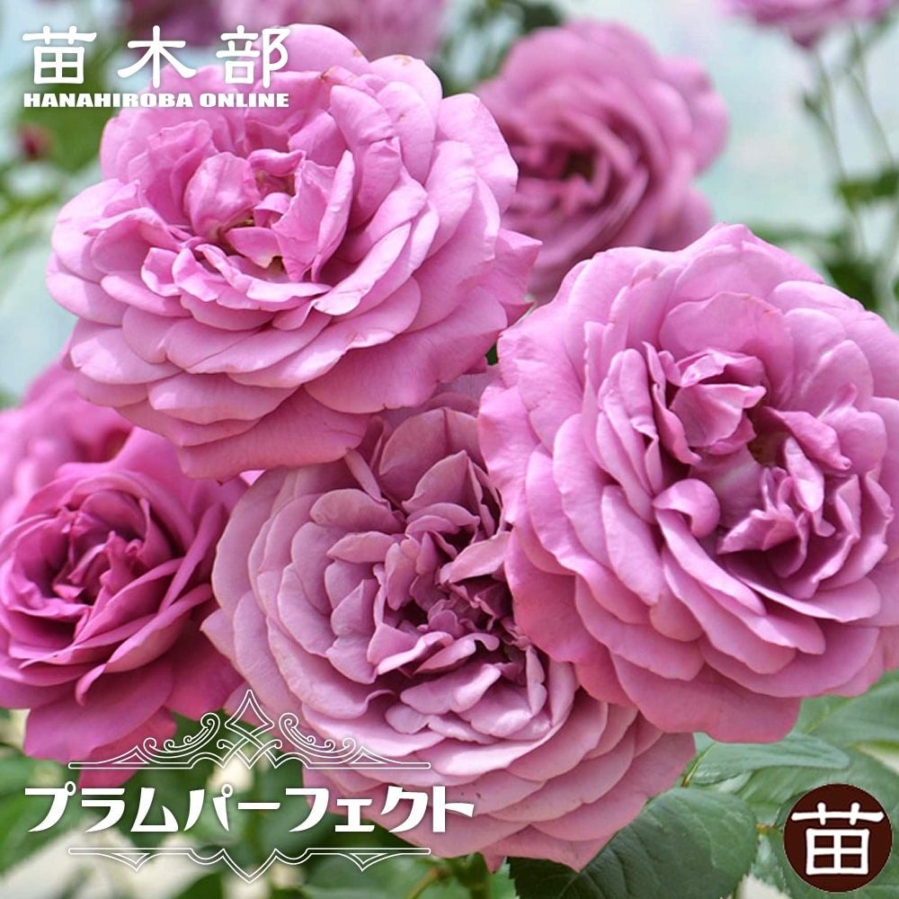 バラ ノヴァーリス S シュラブ （半つるバラ） 苗 販売 苗木部 By 花