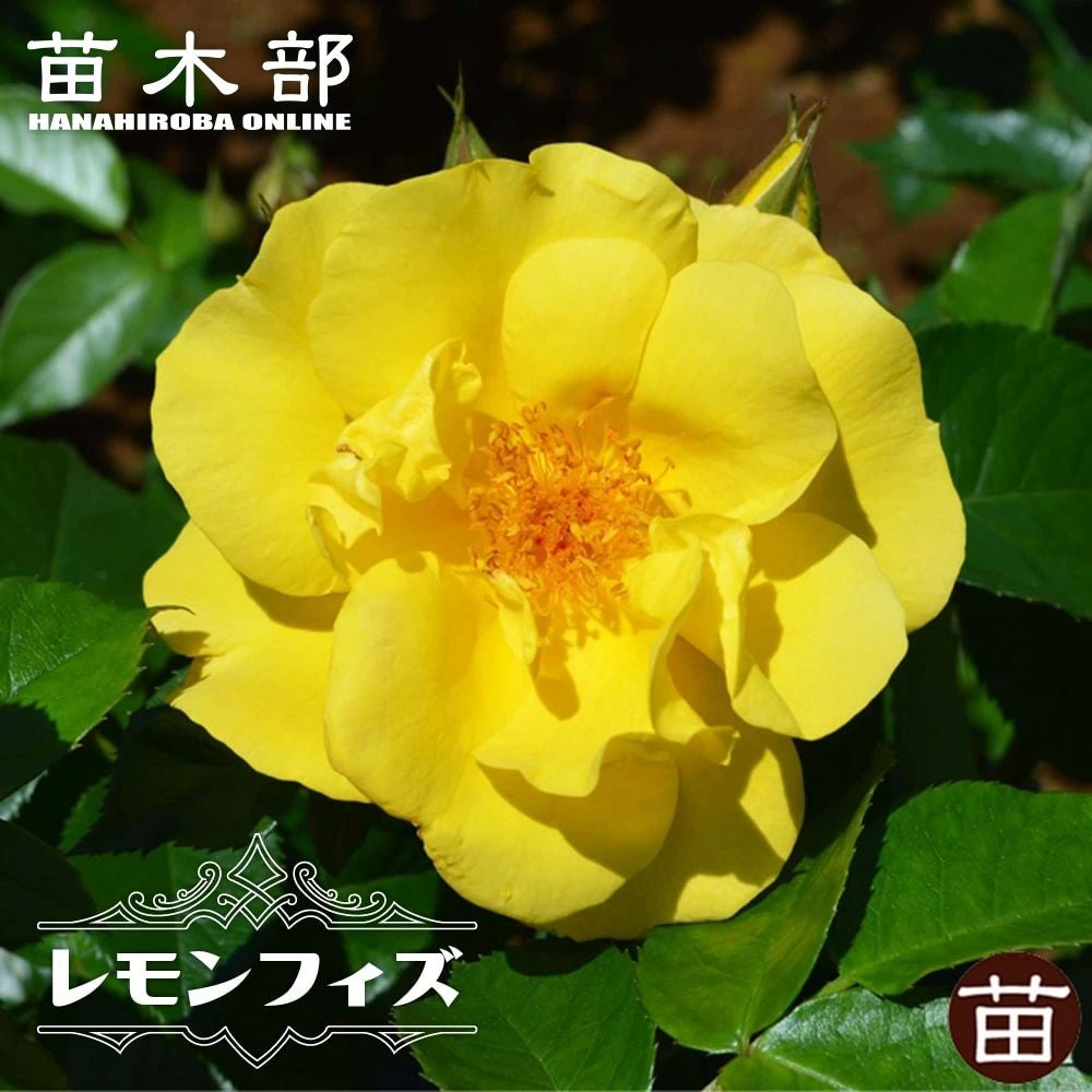 000000040308-01.jpg?size=l&w=