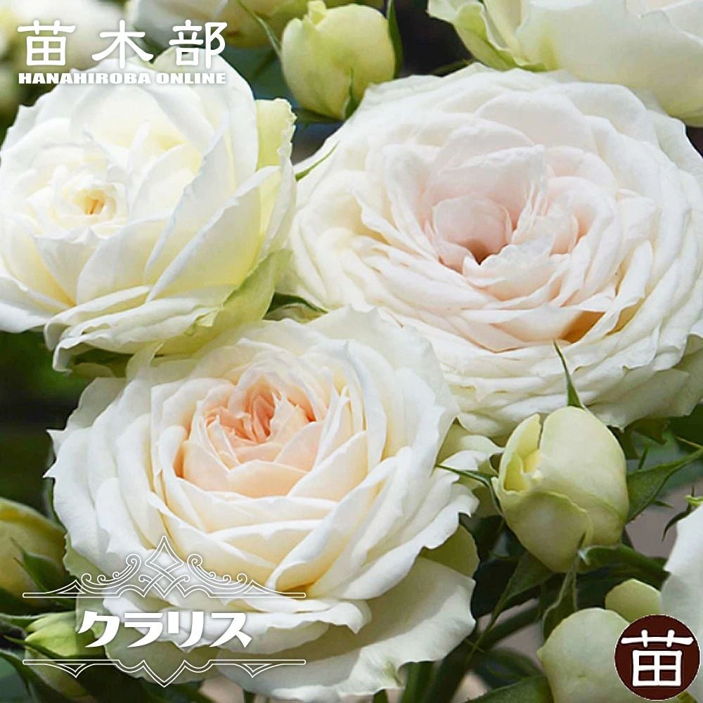000000040309-01.jpg?size=l&w=
