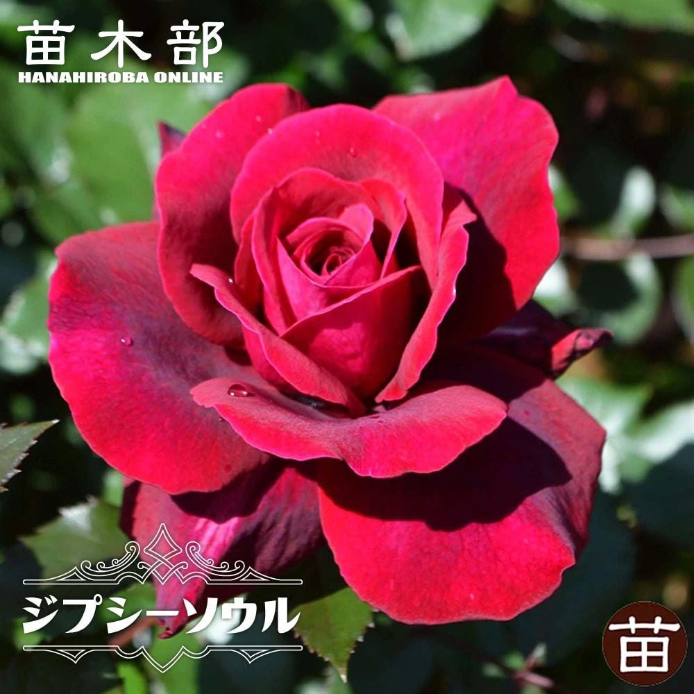 大輪ピンクローズ陶器調鉢植え 健康的な成長バラの苗・11 大輪ピンク