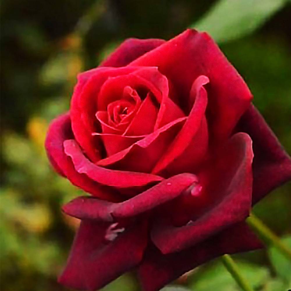000000040395-06.jpg?size=l&w=