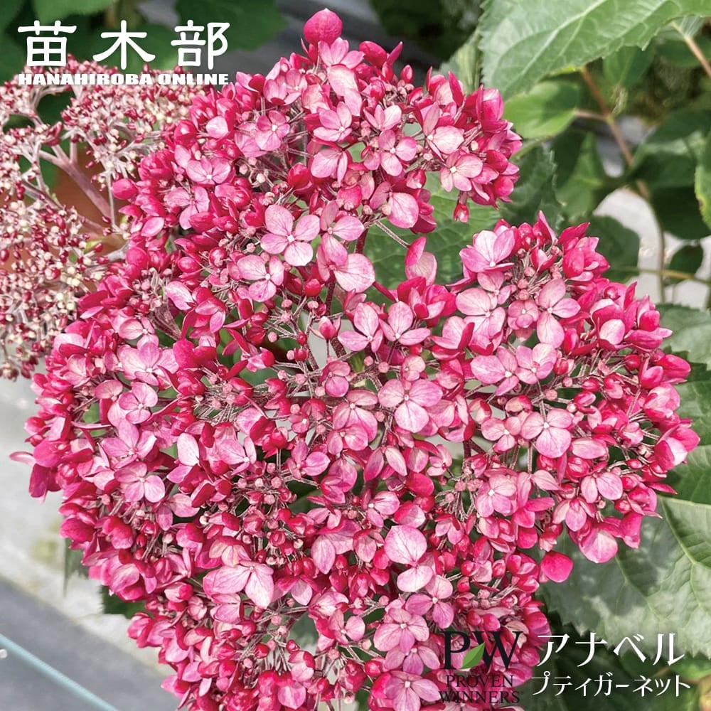 アジサイ 八重咲きアナベル 苗 販売 苗木部 By 花ひろばオンライン