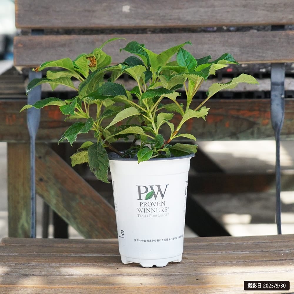 アナベル ミニモーベット アメリカアジサイ 苗 販売 苗木部 By 花