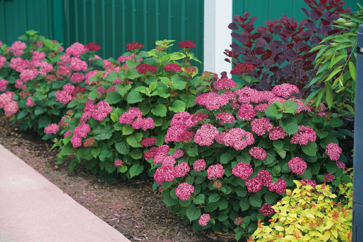 アナベル ミニモーベット アメリカアジサイ 苗 販売 苗木部 By 花