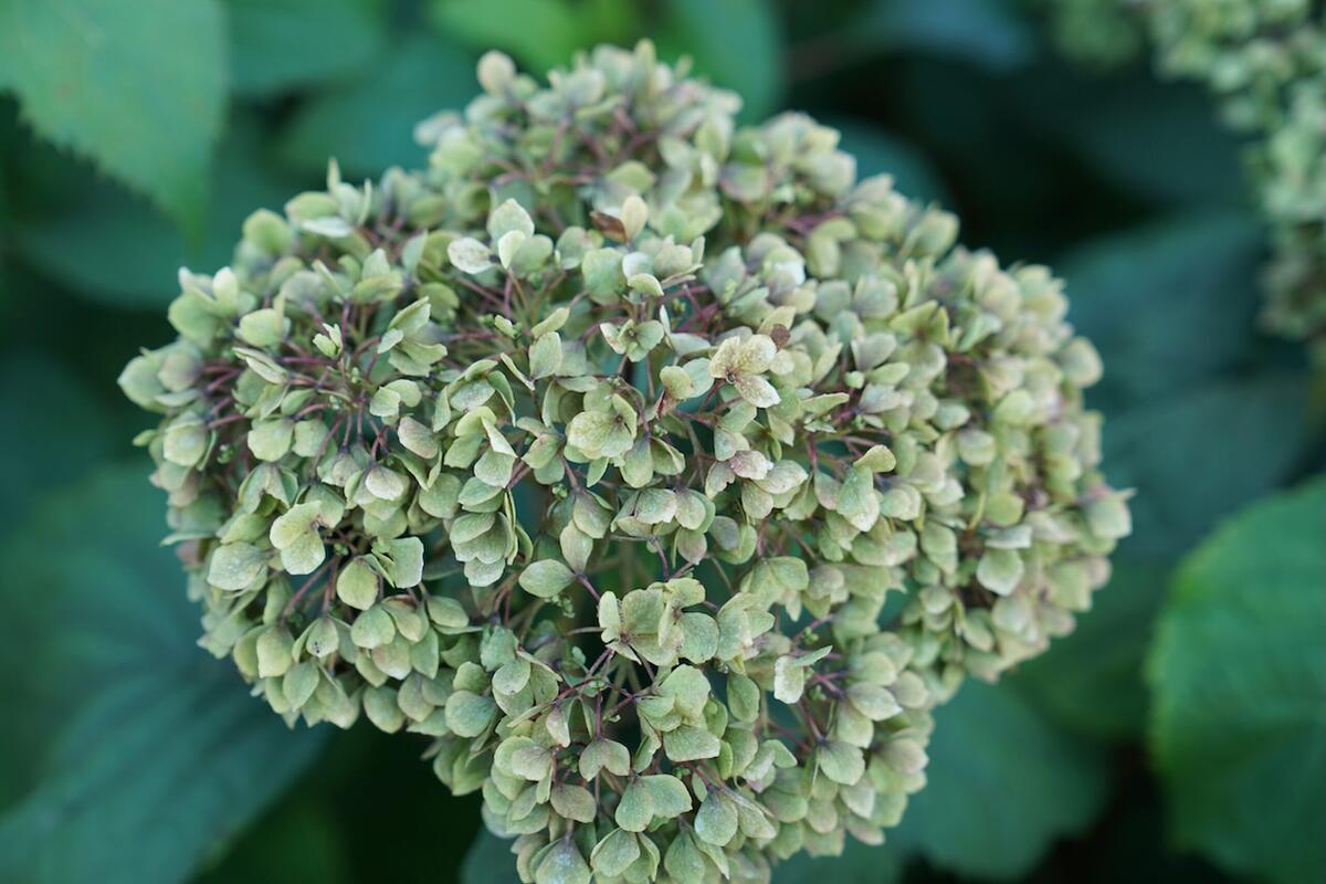 アナベル ミニモーベット アメリカアジサイ 苗 販売 苗木部 By 花