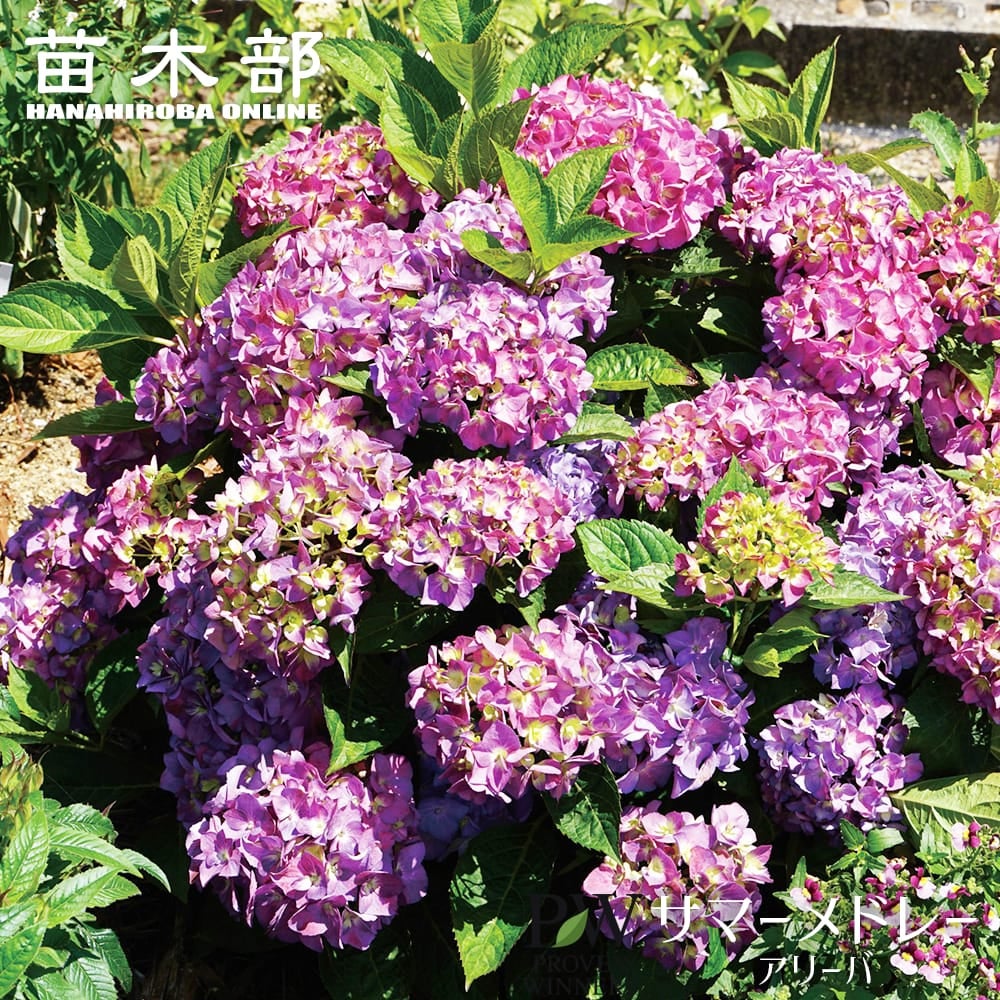 アジサイ ハイドランジア ストロングハート 苗 販売 苗木部 By 花