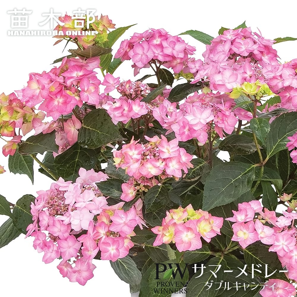 アジサイ ハイドランジア ストロングハート 苗 販売 苗木部 By 花