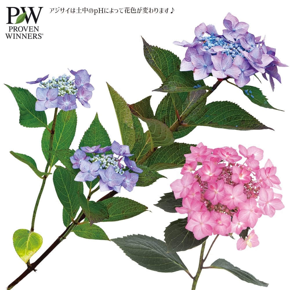 アジサイ サマーメドレー ダブルキャンディ 苗 販売 苗木部 By 花