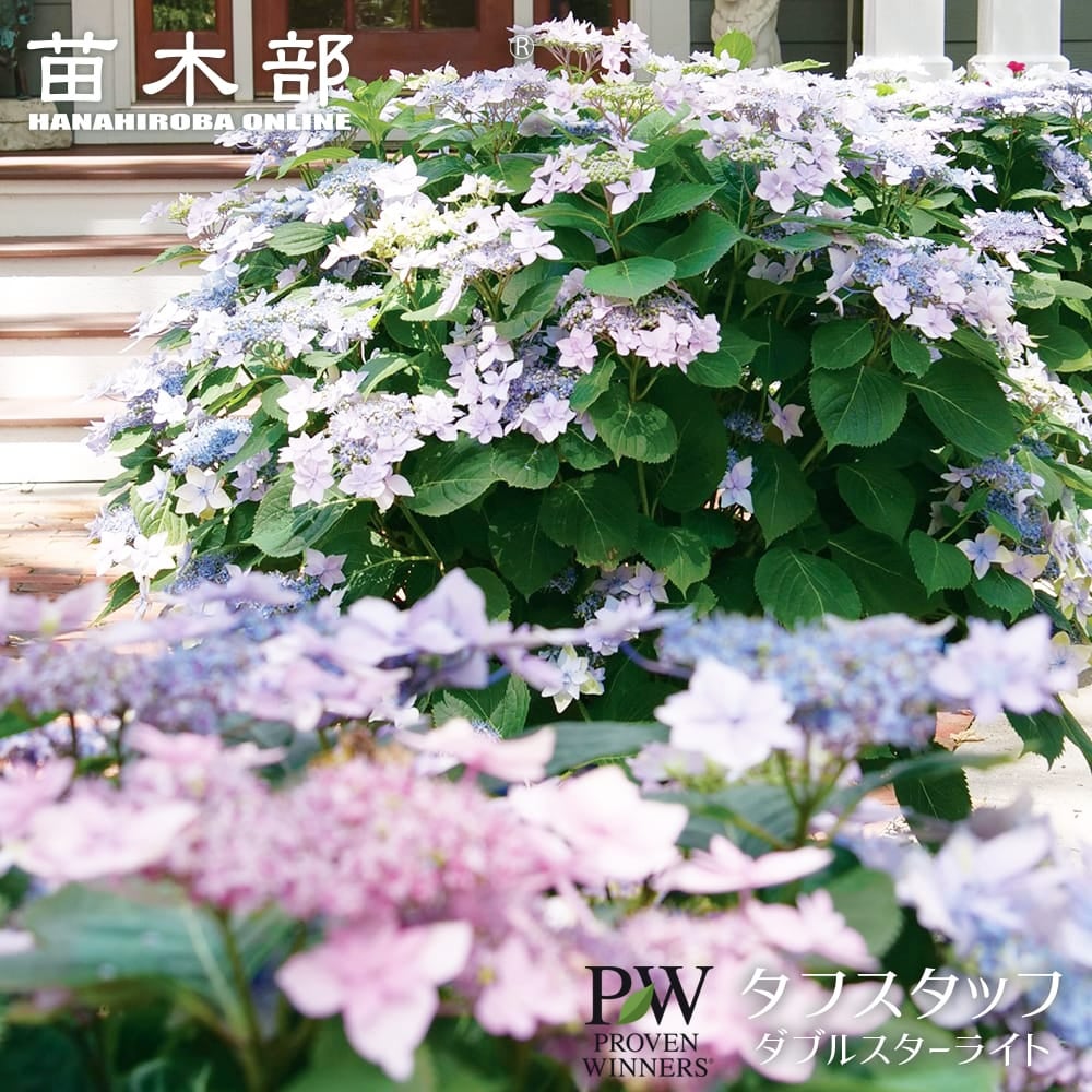 国際ブランドPWの植物 アナベルの仲間 通販 苗木部 By 花ひろばオンライン