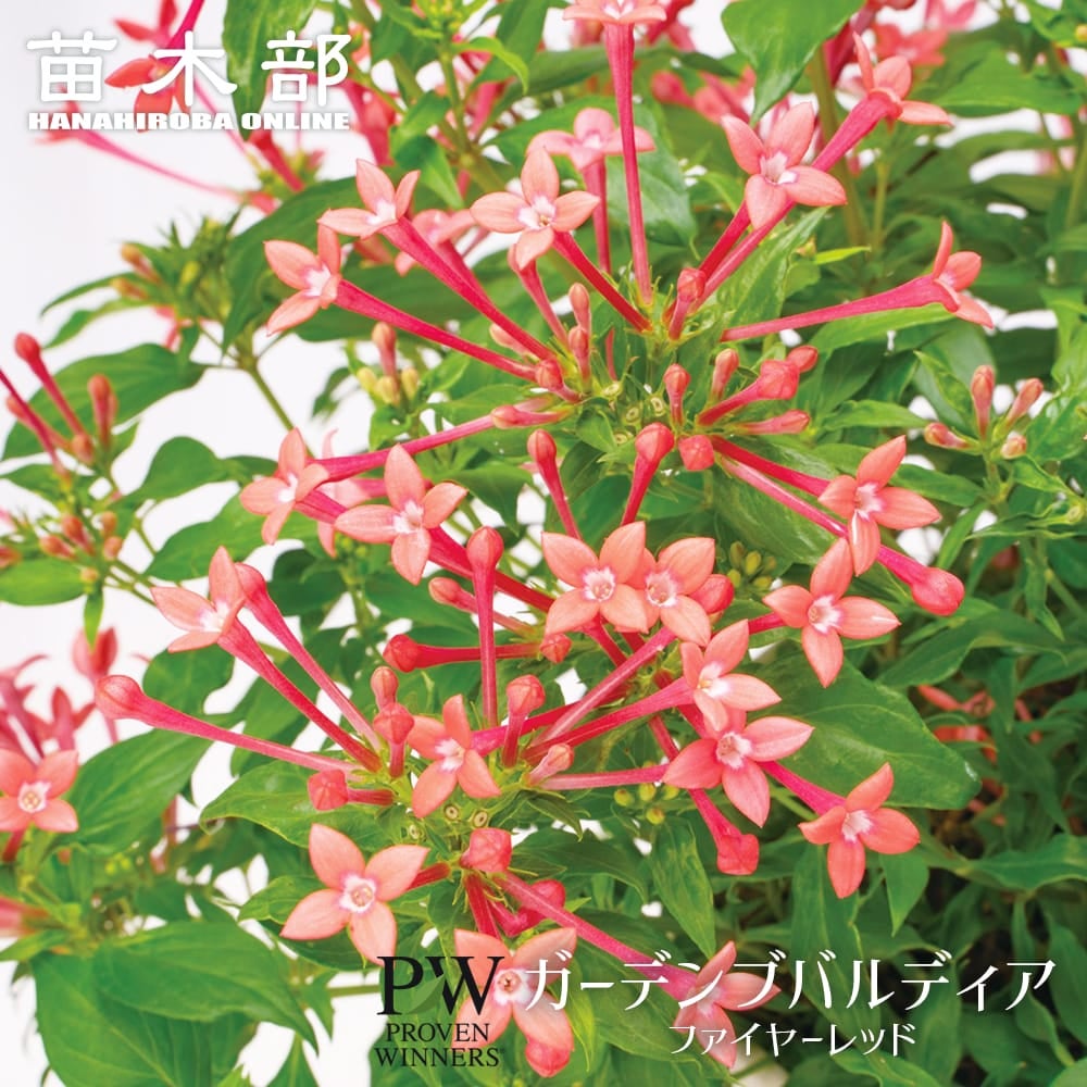 芍薬 オリエンタルゴールド 苗 通販 苗木部 By 花ひろばオンライン