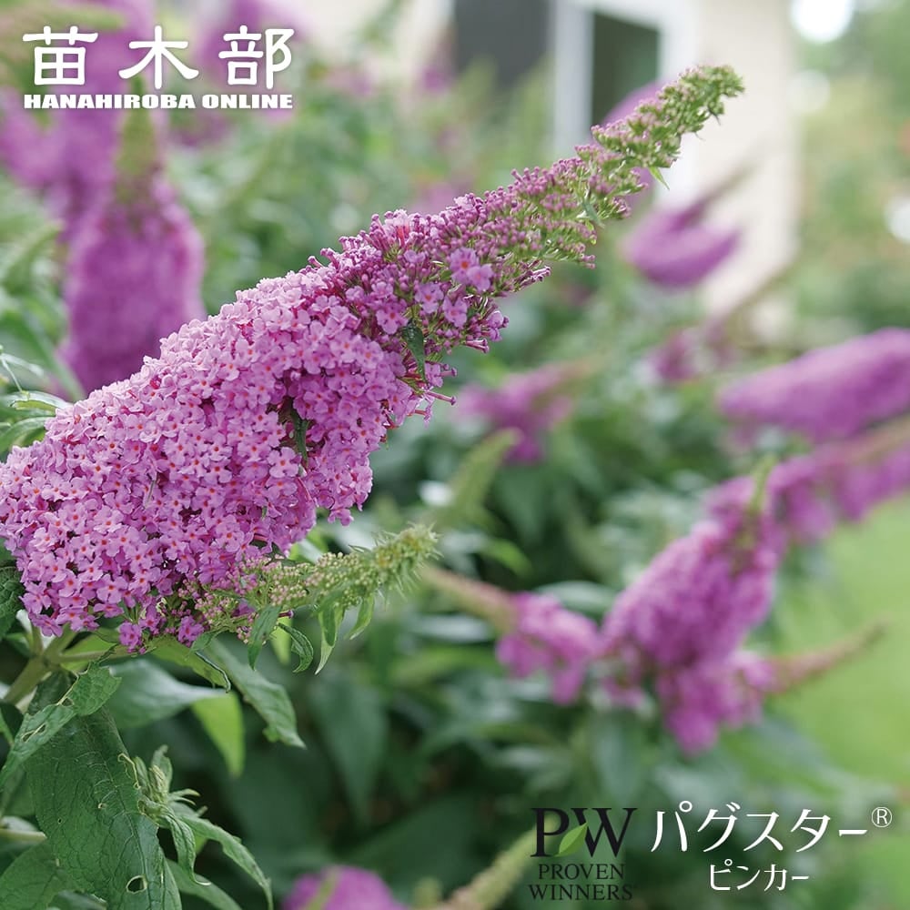 スズラン 球根 白と紫の花 すずらん 白花 球根 (3株入) （植え付け時期2月下旬まで） : 苗木部 花
