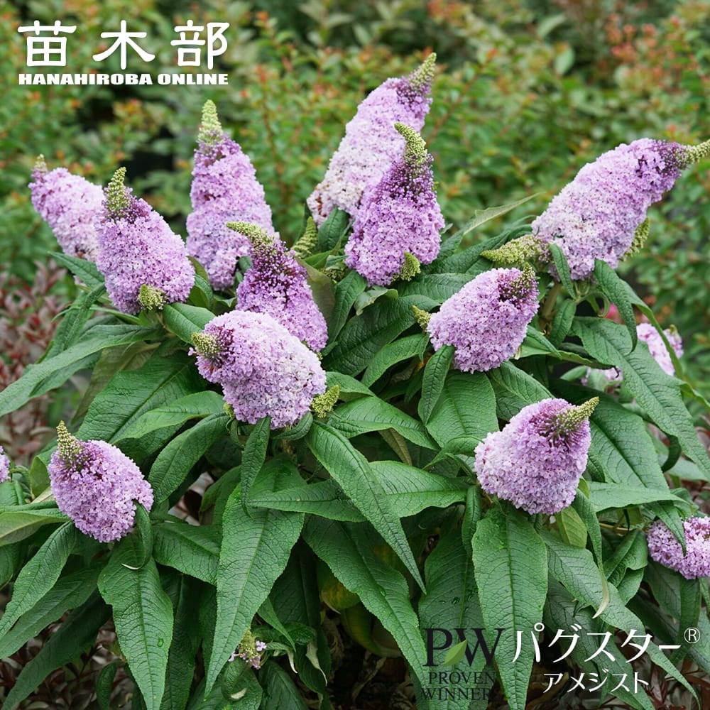 アジサイ 八重咲きアナベル 苗 販売 苗木部 By 花ひろばオンライン