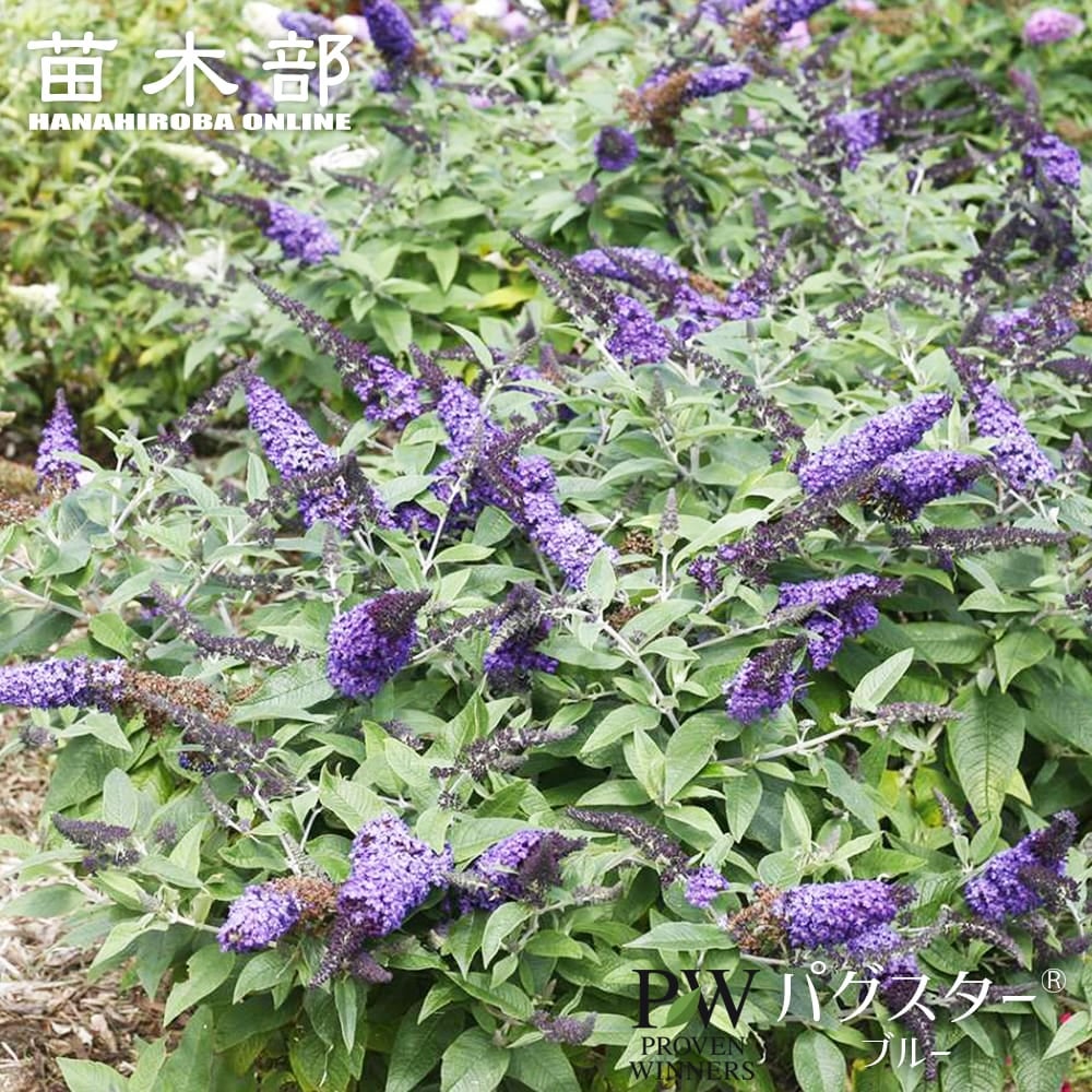 エリオステモン プロファッション 苗 販売 苗木部 By 花ひろばオンライン