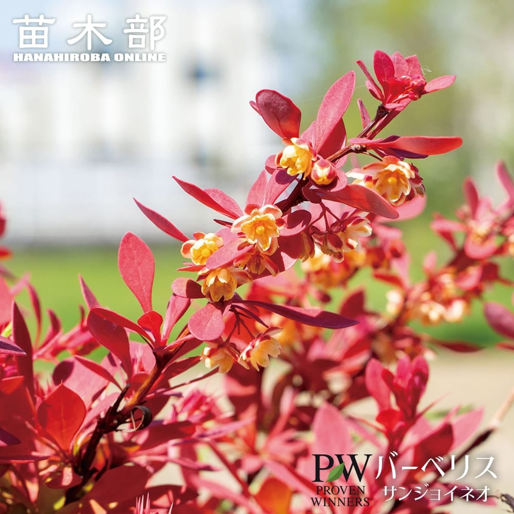 芍薬 オリエンタルゴールド 苗 通販 苗木部 By 花ひろばオンライン