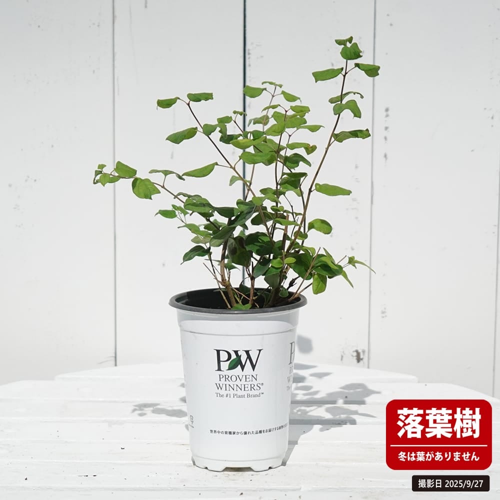 姫ライラック ドワーフパープル 苗 販売 苗木部 By 花ひろばオンライン