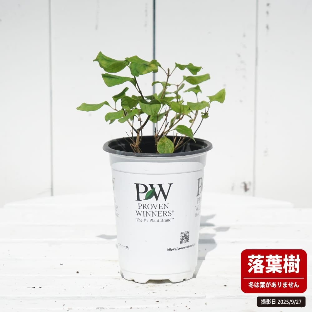 姫ライラック ドワーフピンク 苗 販売 苗木部 By 花ひろばオンライン