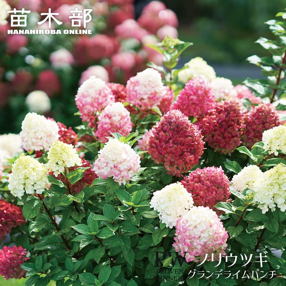 ノリウツギ グランデライムパンチ 苗 販売 苗木部 By 花ひろばオンライン