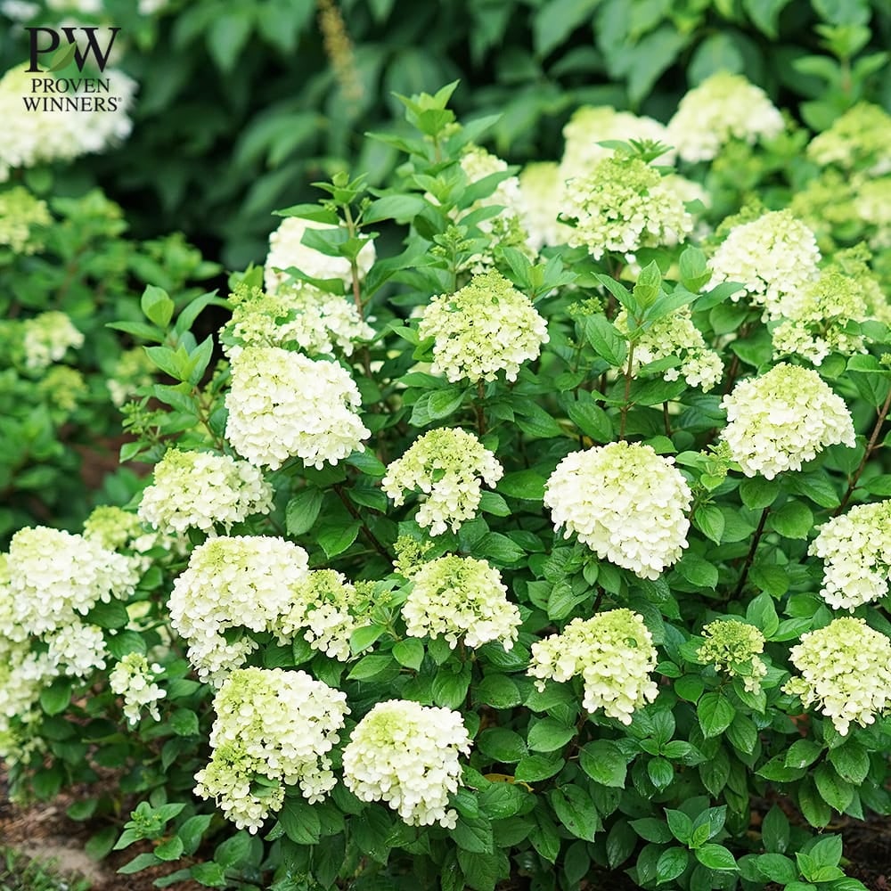 ノリウツギ グランデライムパンチ 苗 販売 苗木部 By 花ひろばオンライン