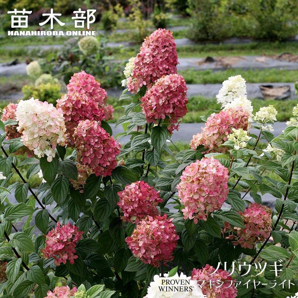 000000140353-01.jpg?size=l&w=