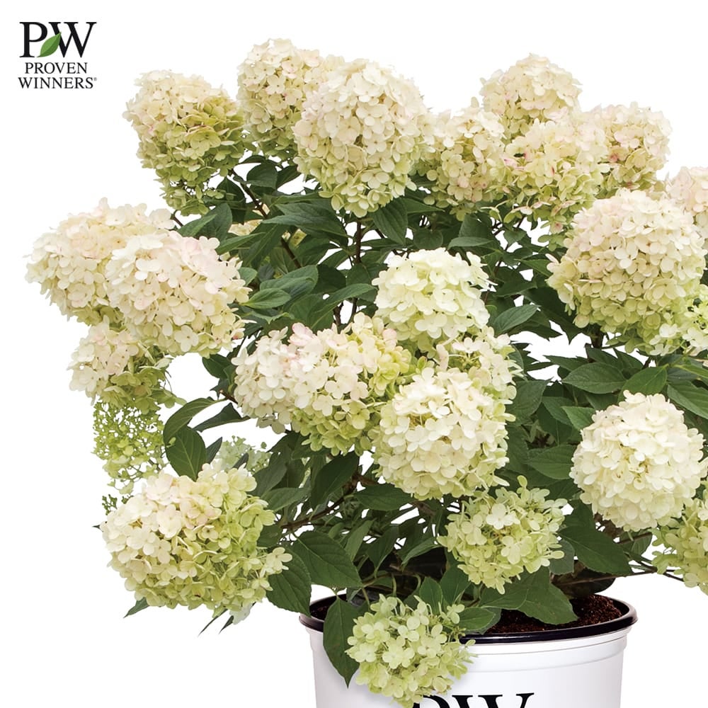 ノリウツギ ミニファーヤーライト 苗 販売 苗木部 By 花ひろばオンライン