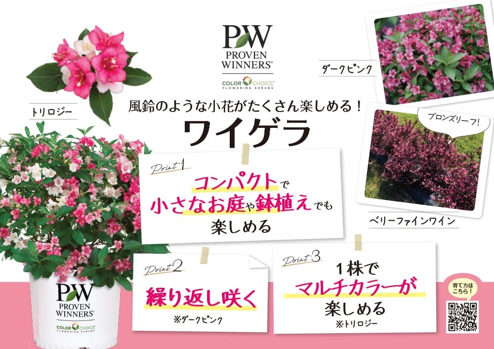 タニウツギ ベリーファインワイン 苗 販売 苗木部 By 花ひろばオンライン