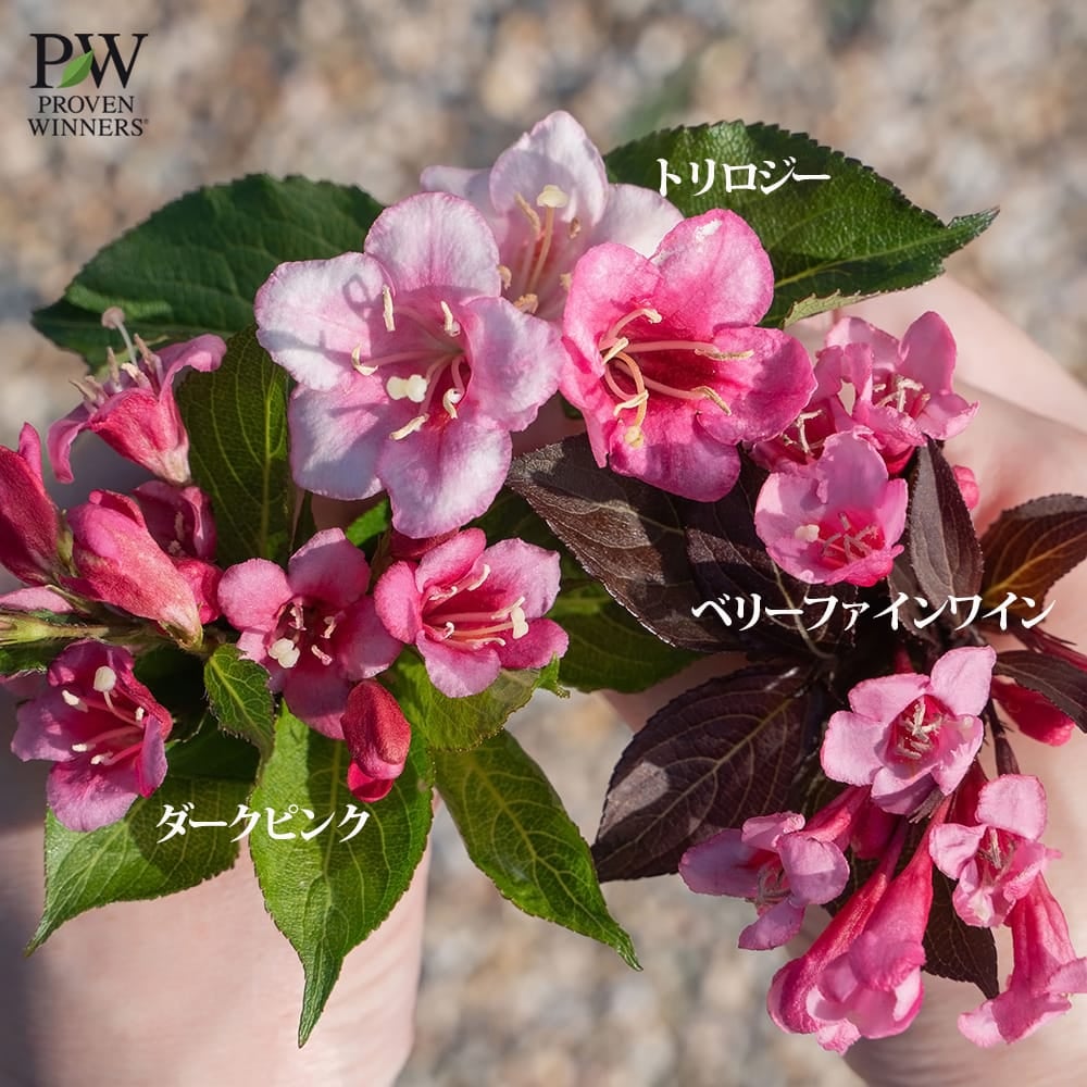 タニウツギ ベリーファインワイン 苗 販売 苗木部 By 花ひろばオンライン