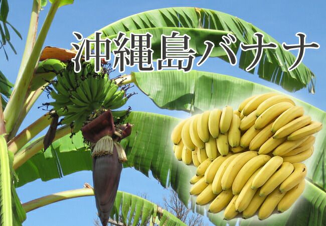 000000040420-04.jpg?size=l&w=