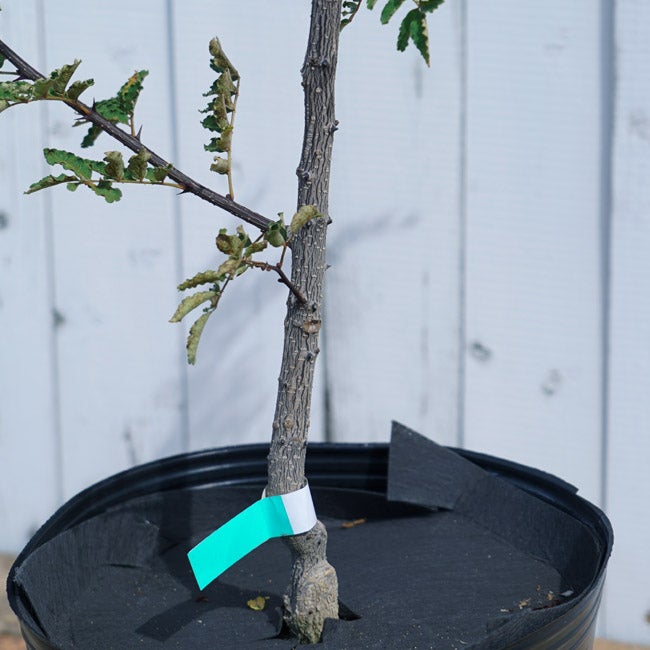 サンショウ 朝倉山椒 苗 鉢植え 苗木部 By 花ひろばオンライン