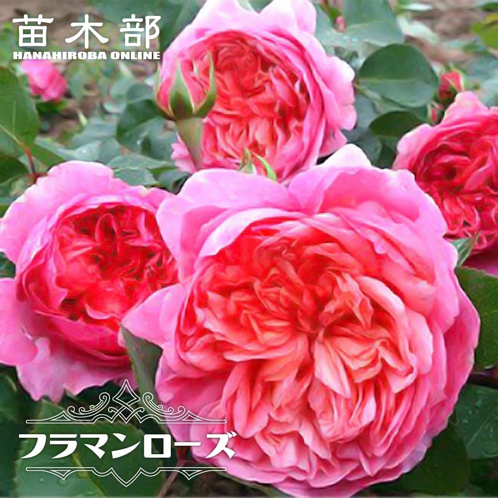 000000040465-01.jpg?size=l&w=