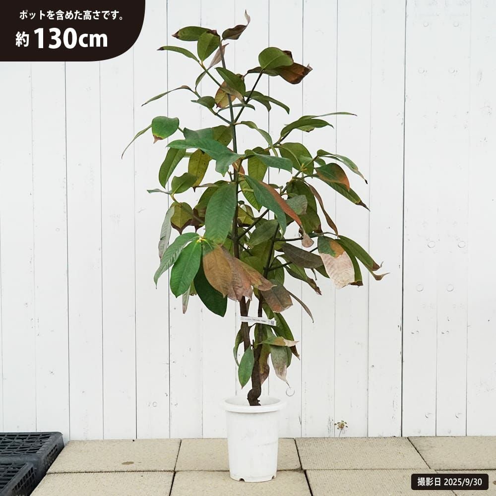 マンゴー キーツ 苗 通販 苗木部 By 花ひろばオンライン