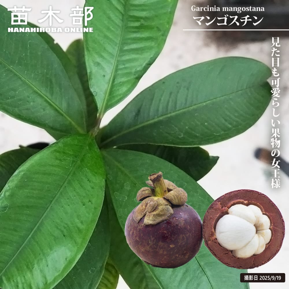 マンゴスチン！ 000000140514-02.jpg?size=l&w=