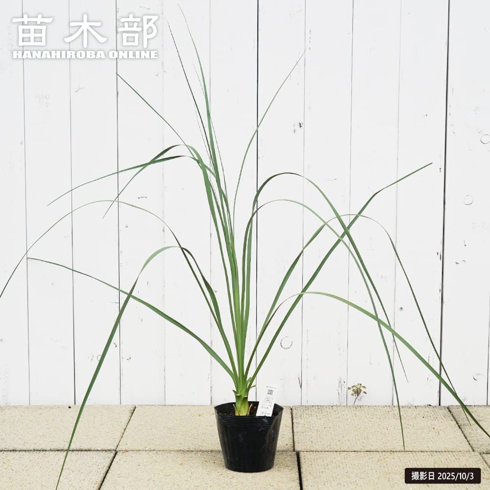 ダシリリオン ロンギシマム 苗 販売 苗木部 By 花ひろばオンライン