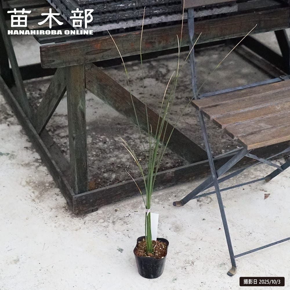 ダシリリオン ウィーレリ 苗 販売 苗木部 By 花ひろばオンライン