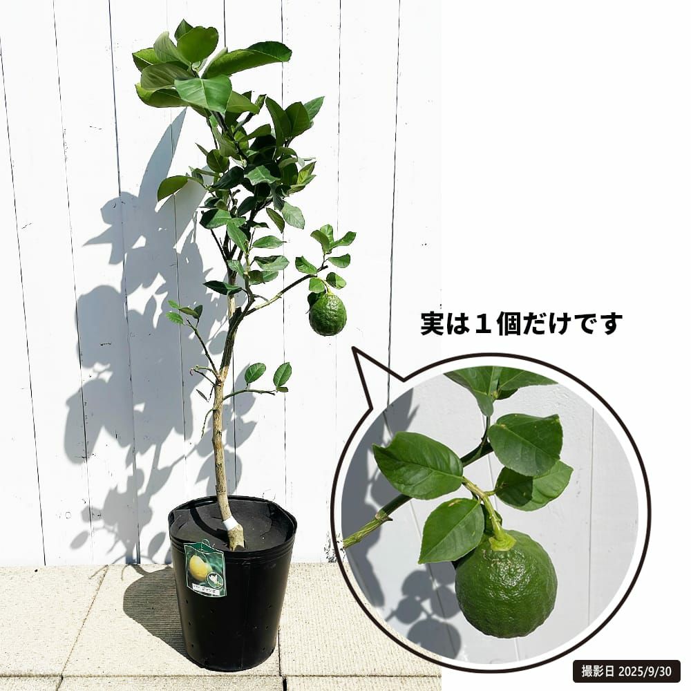 柑橘 レモン ポンテローザ 苗 植え方 苗木部 By 花ひろばオンライン