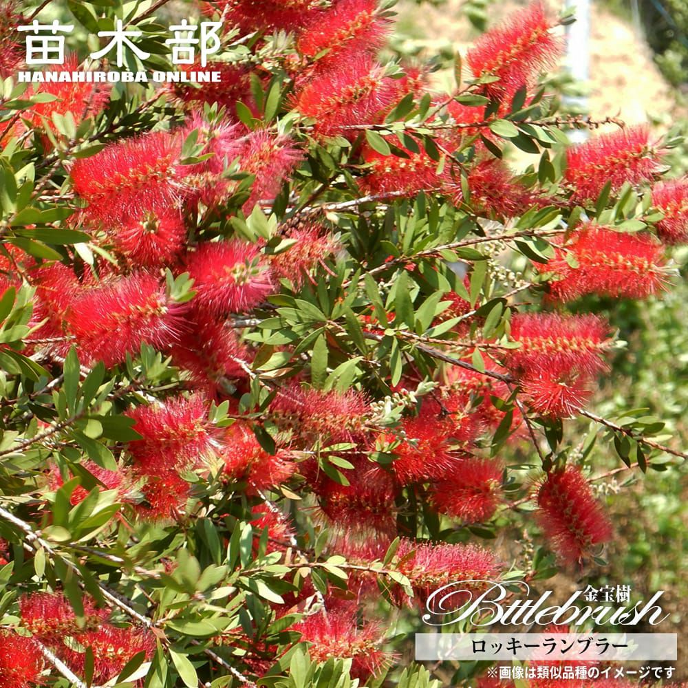 ノリナ エクセルサ 苗 販売 苗木部 By 花ひろばオンライン