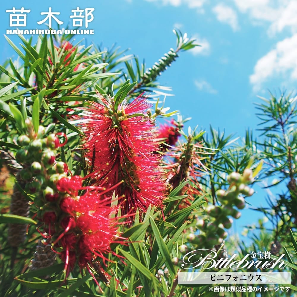 カリステモン リトルジョン 苗 販売 苗木部 By 花ひろばオンライン