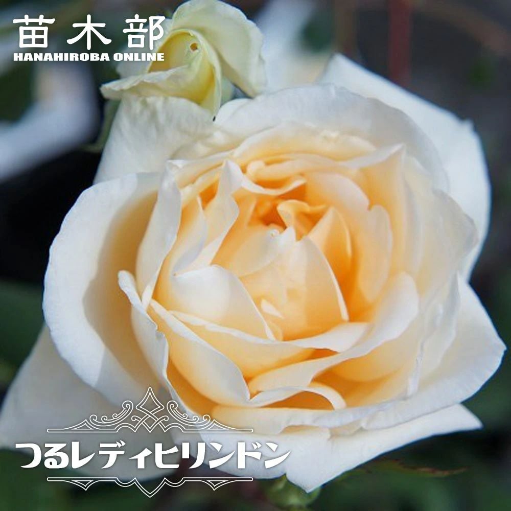 バラ苗 | 苗木部 本店 By 花ひろばオンライン