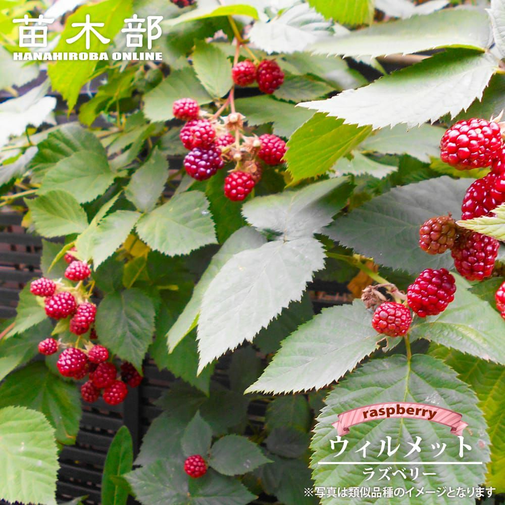 000000140728-01.jpg?size=l&w=