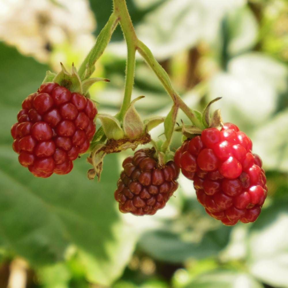 ラズベリー ウィルメット 苗 販売 苗木部 By 花ひろばオンライン