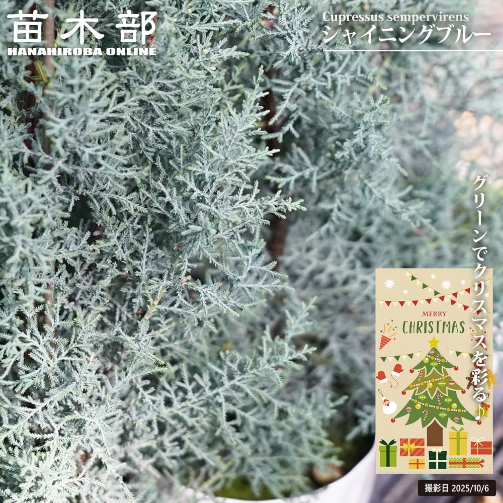 コニファー ブルーアイス 苗 販売 苗木部 By 花ひろばオンライン