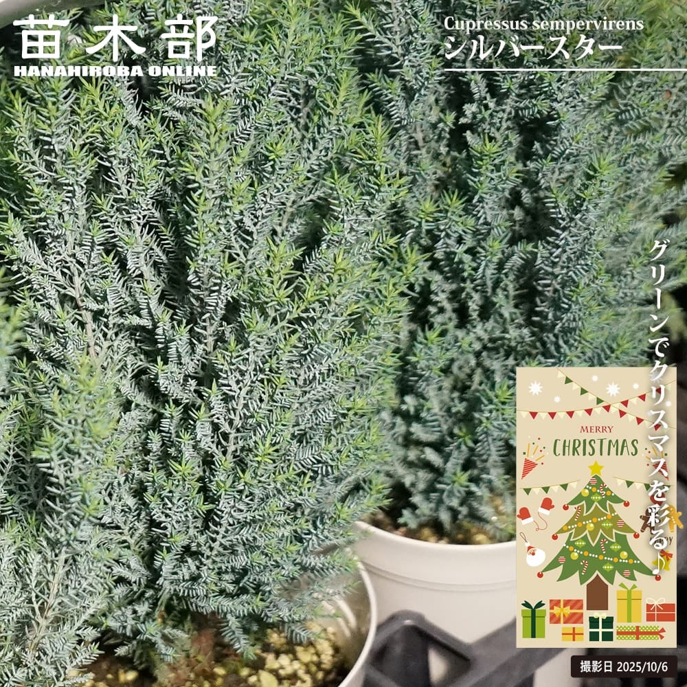 コニファー ブルーアイス 苗 販売 苗木部 By 花ひろばオンライン