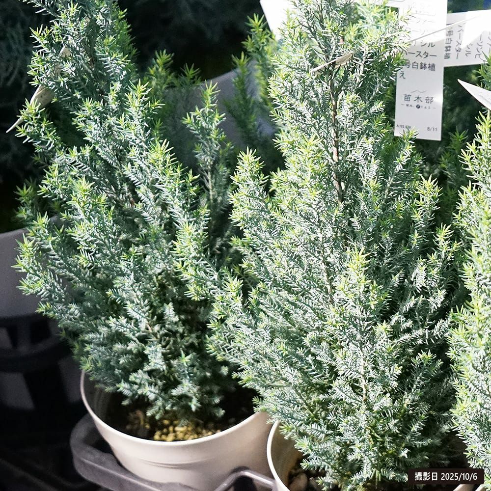 コニファー シルバースター 苗 販売 苗木部 By 花ひろばオンライン