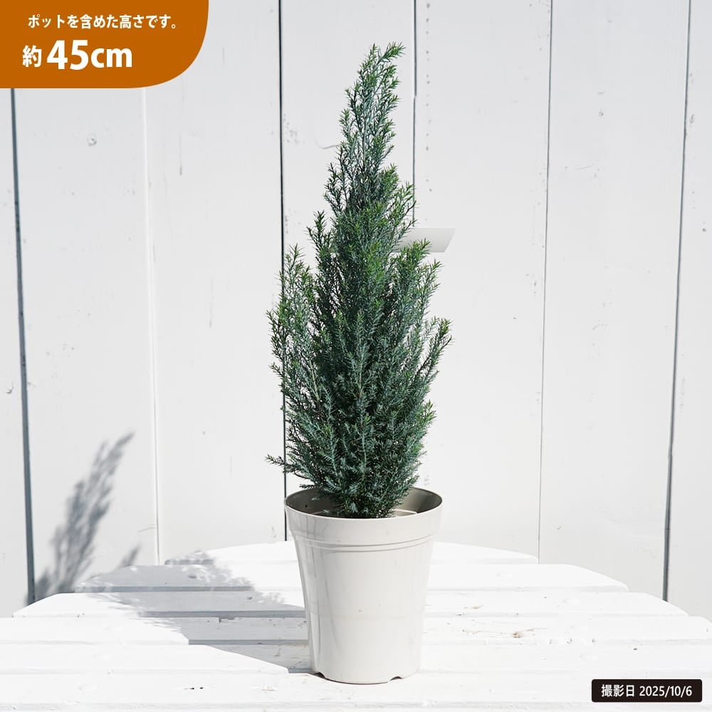 コニファー シルバースター 苗 販売 苗木部 By 花ひろばオンライン