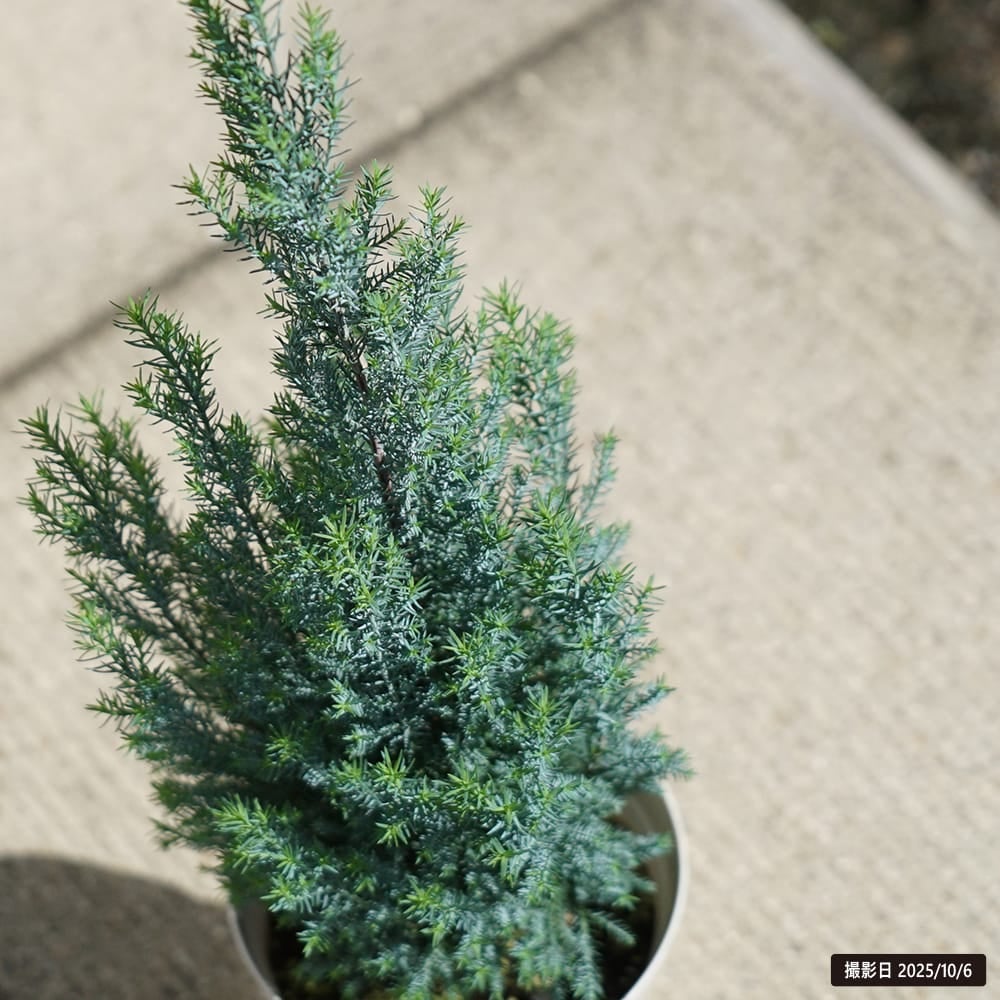 コニファー シルバースター 苗 販売 苗木部 By 花ひろばオンライン